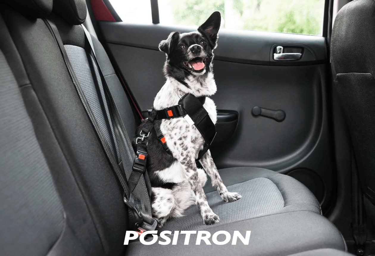 cachorro sentado no banco de trás de um carro com sinto de segurança próprio para animais.